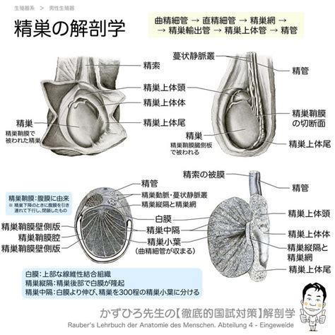 陰茎 周